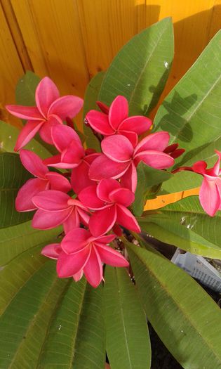 20140921_085923 - achizitie noua plumeria august 2014