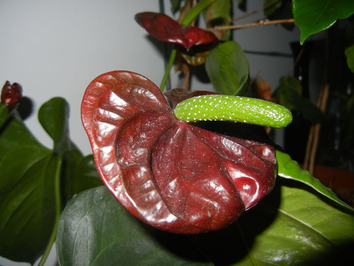 Anthurium Black Queen (2014, Sep.21) - Anthurium Black Queen