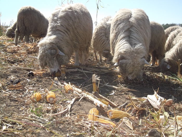 video 116 - Turcana-Alba 2014