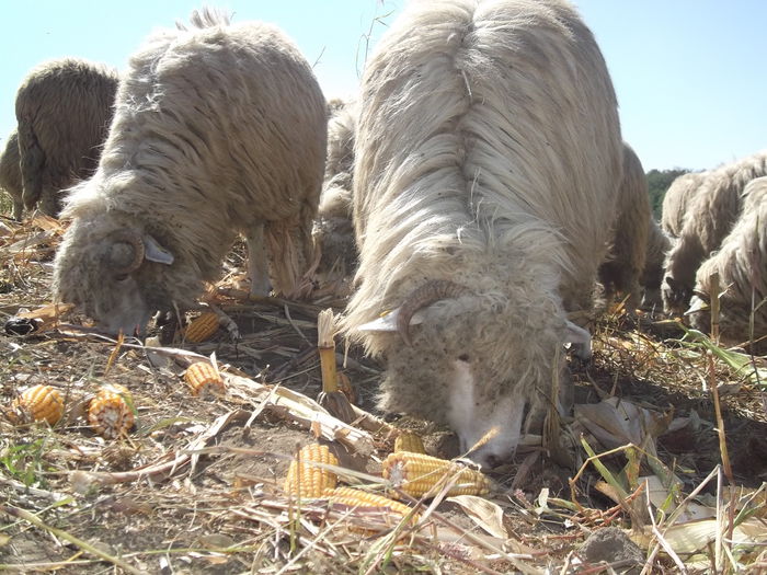video 118 - Turcana-Alba 2014