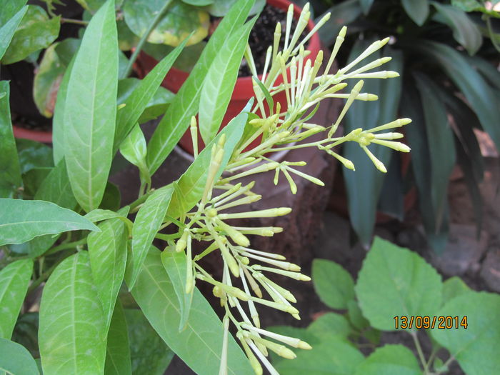 cestrum nocturnum