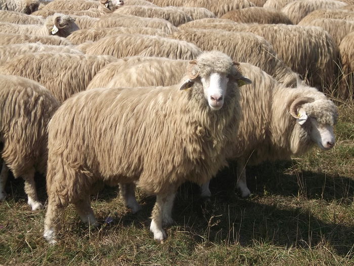video 194 - Turcana-Alba 2014