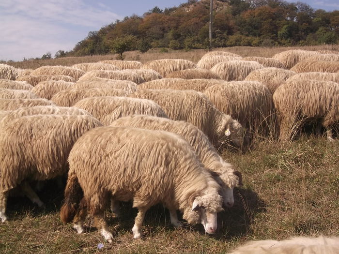 video 196 - Turcana-Alba 2014