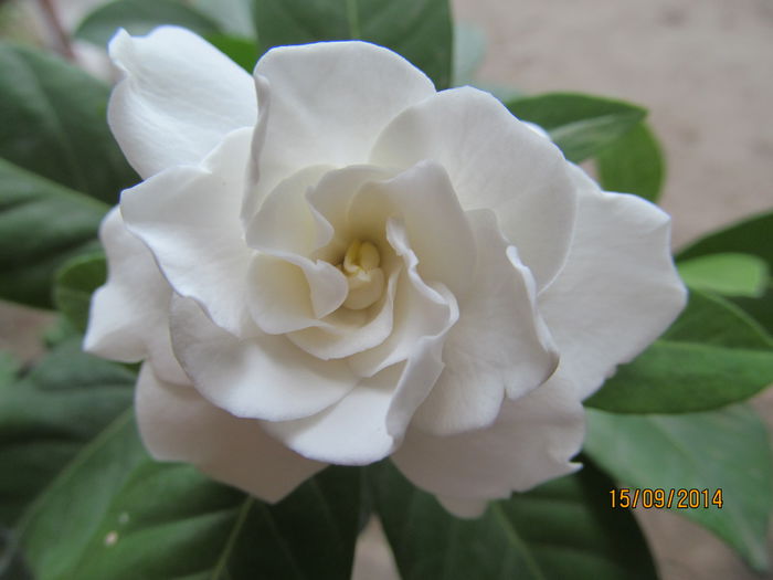 gardenia dwarf(floare mica) - GARDENII SI JASMIN-2014