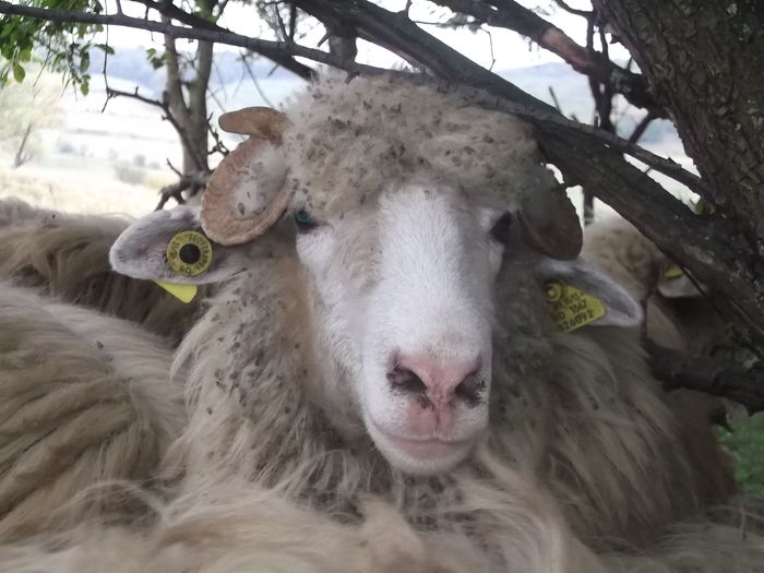 video 226 - Turcana-Alba 2014