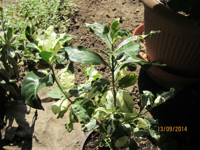 gardenia variegata