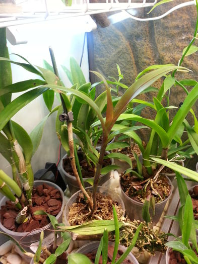 20140922_162147; evolutie Epicattleya Rene Marques
