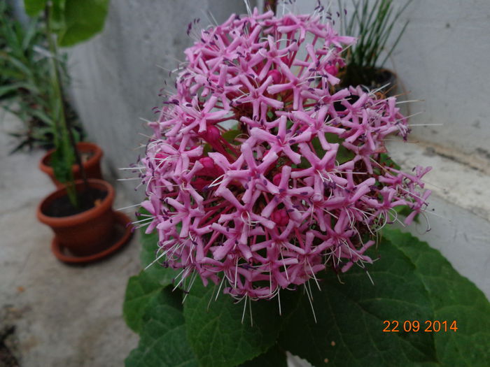 parfum... - Clerodendron bungei