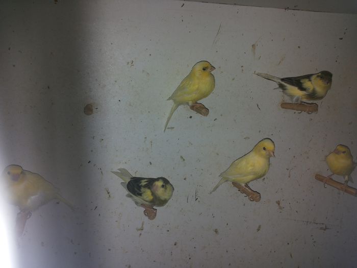 20140922_183625; Fete 2014
