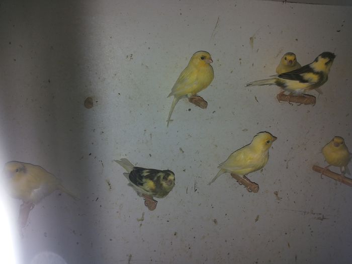 20140922_183632; Femele 2014
