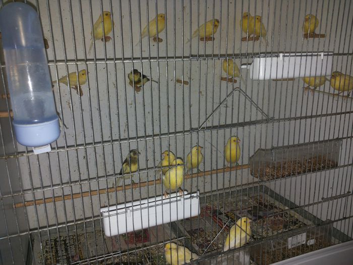 20140922_184527; Voliera fete 2014
