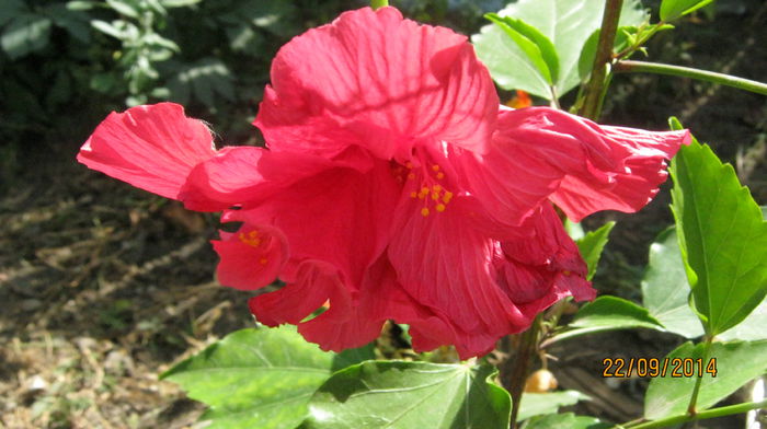 hibiscus D. Ababei - septembrie