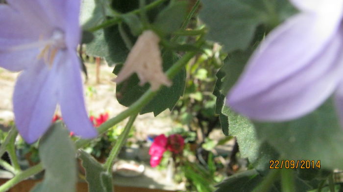 campanula bleu cu frunze pufoase - septembrie