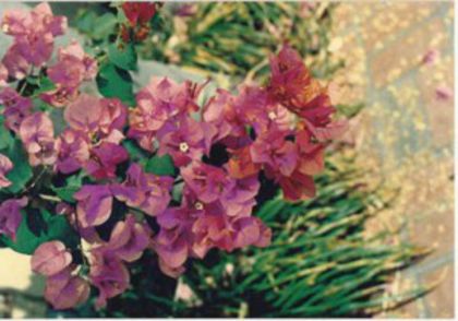 06-Afterglow (Salmon)