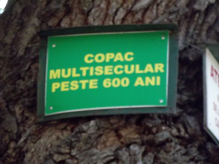 DSCF8765 - A-3---sibiu