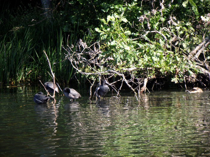 DSCF8774 - A-3---sibiu
