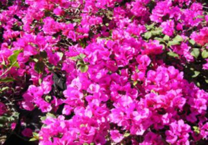 14-Temple Fire - VARIETATI BOUGA DE PE NET