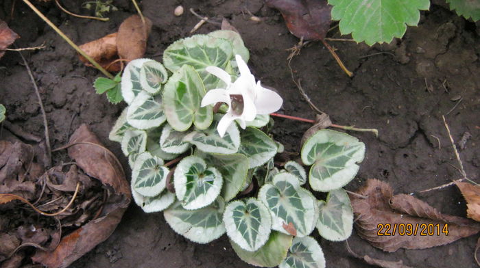 cyclamen in gradina