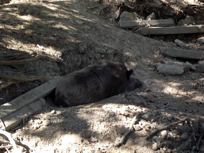DSCF8779 - A-3---sibiu