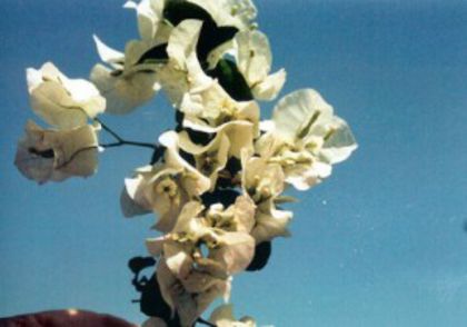 38-Josephine Alicia (White)