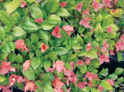 45-Lady Casimir (Salmon)