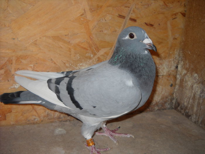 DSCN7199; De vanzare, nepoata originali Eijerkamp, linie Janssen
