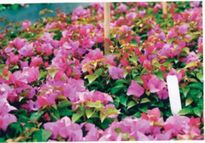 51-Helen Johnson (Pink Lilac)