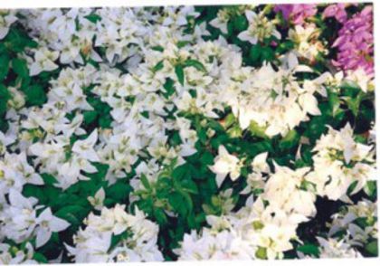 56-Miss Alice (White)