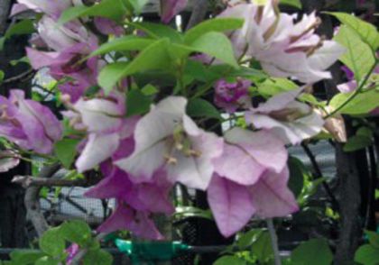 58-Snow Purple (Rosy & Purple)