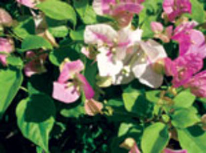 60-Miss Universe (Pink & White)