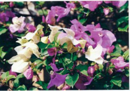 62-Surprise (Lilac & White)