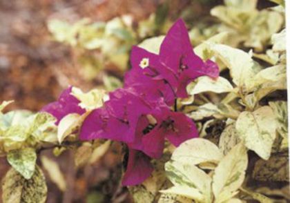 72-Picta Aurea( Reddish)