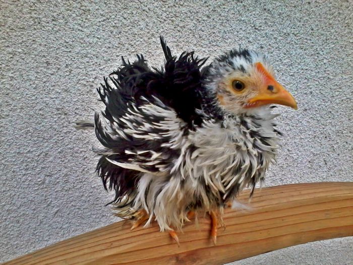 Cand era mica - Cochinchina pitic bobat