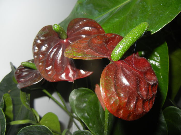 Anthurium Black Queen (2014, Sep.21)