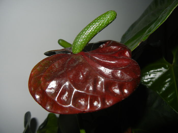 Anthurium Black Queen (2014, Sep.21)