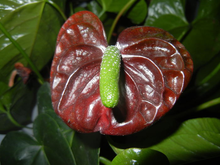 Anthurium Black Queen (2014, Sep.21)