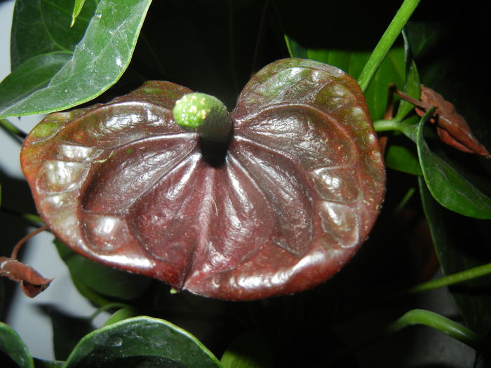 Anthurium Black Queen (2014, Sep.21)