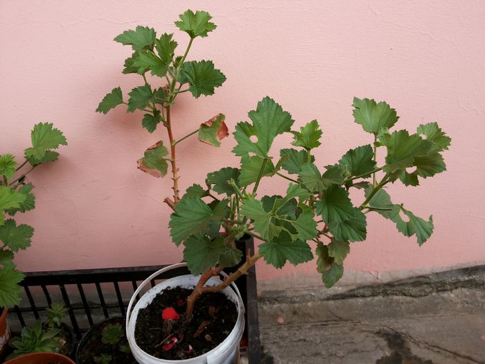 283 - Plante de balcon si camera - 2014