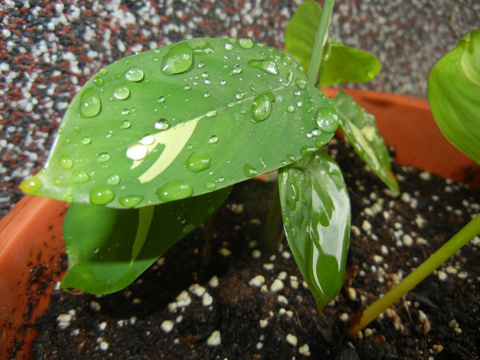 Calathea oppenheimiana (2014, Sep.15)