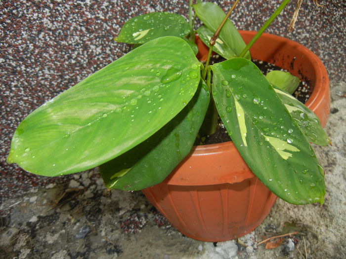 Calathea oppenheimiana (2014, Sep.15) - Calathea Oppenheimiana