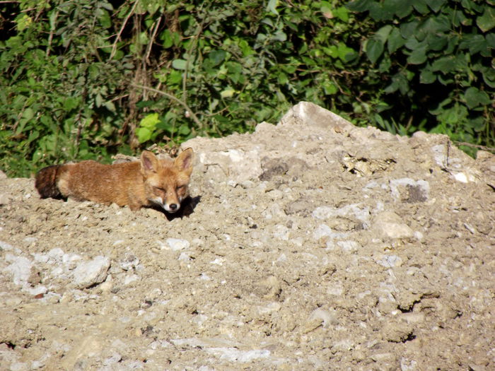 DSCF9054 in salbaticie