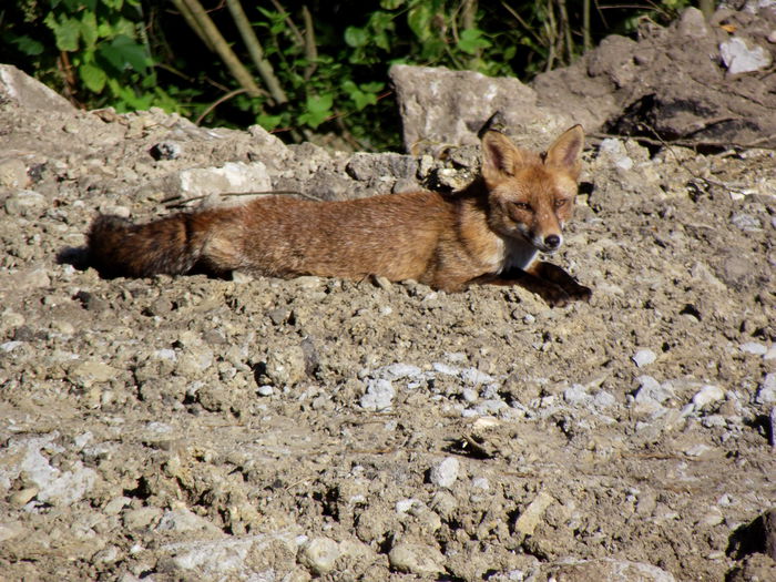 DSCF9055 in salbaticie