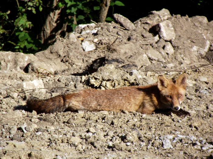 DSCF9057 in salbaticie