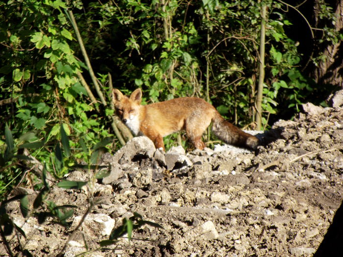 DSCF9058 in salbaticie