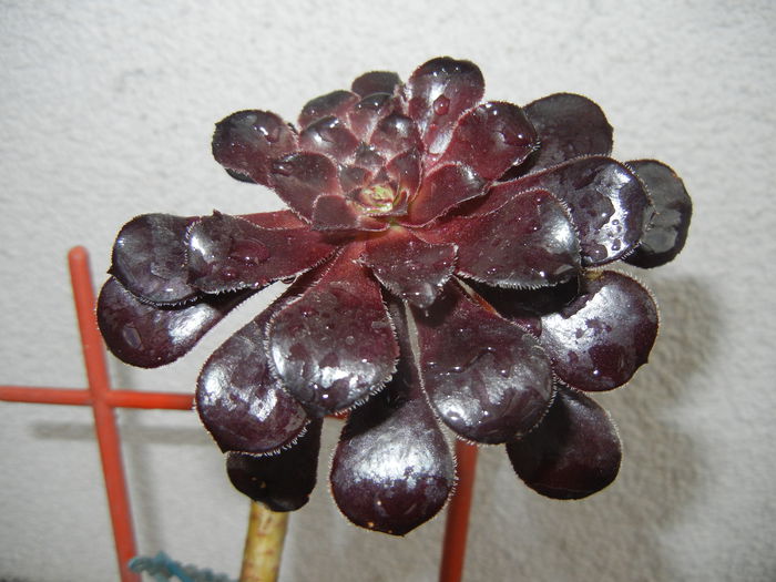 Aeonium Schwarzkopf (2014, Sep.15)