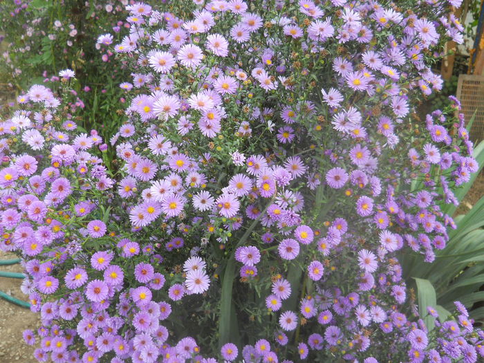 DSCN8675 - gradina flori 2014-2