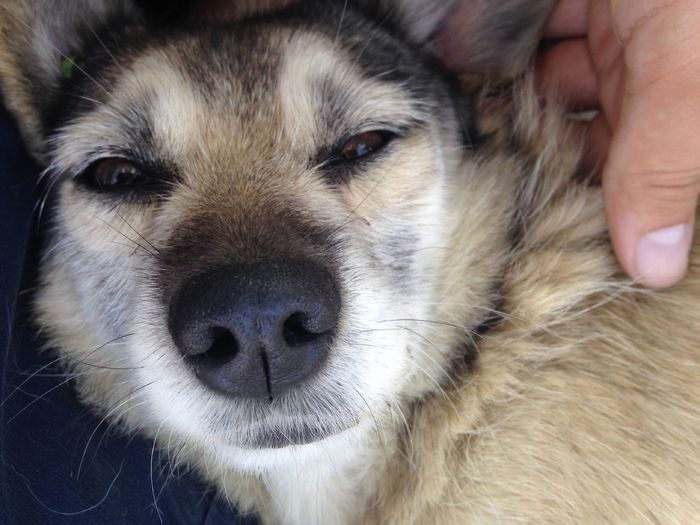 IMG_1738 - Cainii mei