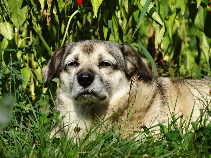 DSC02067 - Cainii mei