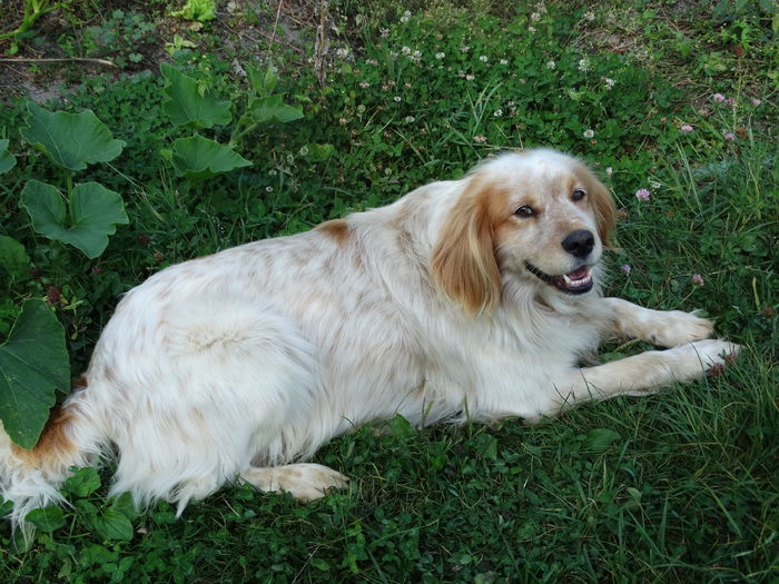 DSC02071 - Cainii mei