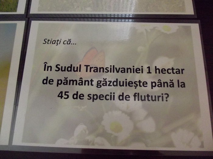 DSCF9396 - A-3---sibiu